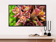 Digital 7 Prints 3x4 Ratio | Vibrant Succulent Plants Authentic Macro Photography | Instant Download for Home Wall Art Décor & Multi-Device Wallpapers