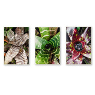 Vibrant Succulent Plants Authentic Closeup Photography Wall Art | Vertical Unframed Canvas Prints Set of 3 | Biophilic Home Office Décor