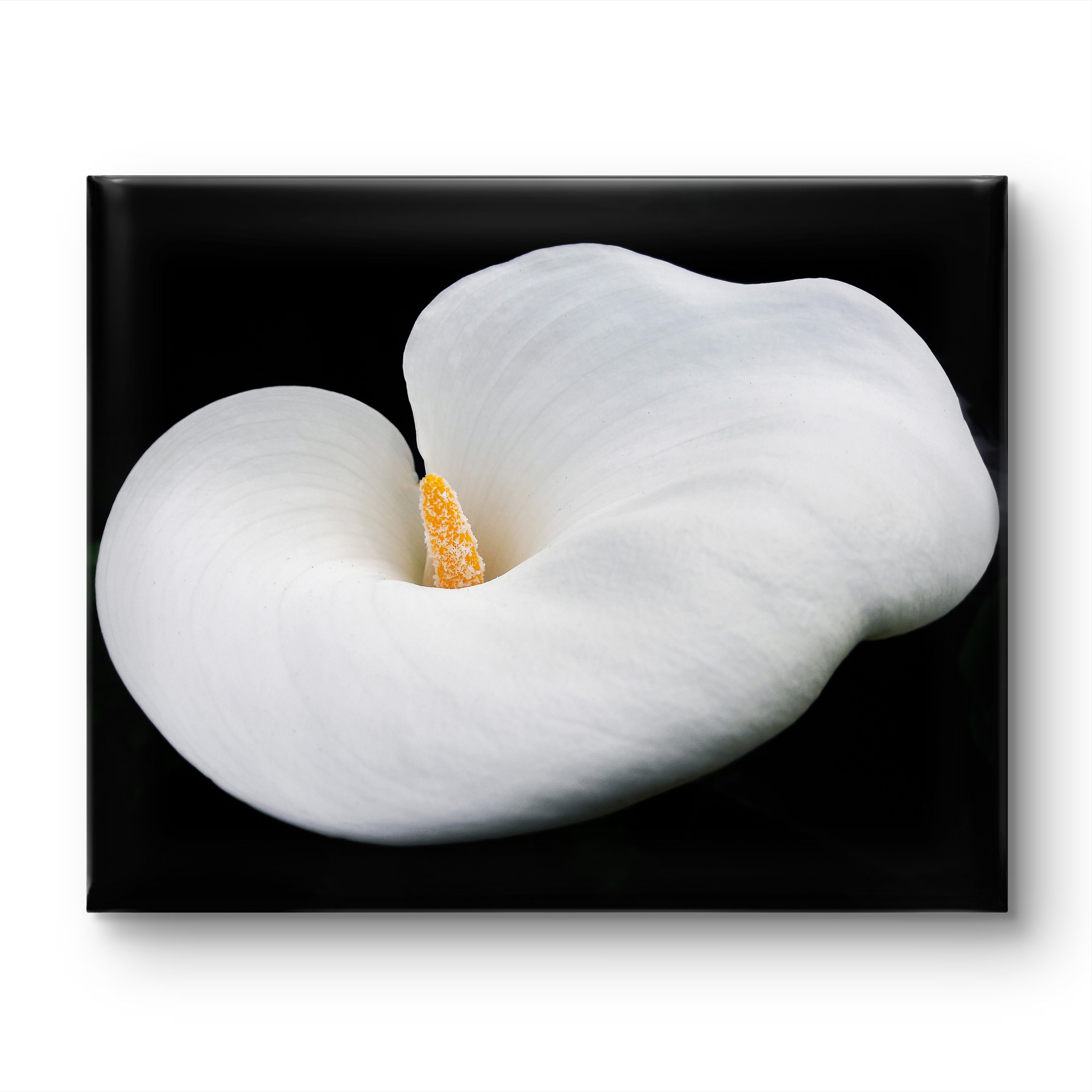 black and white lily painting White Lily Flower Wrapped Canvas Print