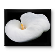 White Lily Flower Wrapped Canvas Print | Authentic Nature Closeup Photography | Modern Wall Art for Home Office Décor | Horizontal Picture