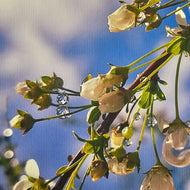 Kissed by Rain — White Spirea Flowers with Raindrops Macro Photography | Biophilic White Floral Canvas Wall Art | Unframed Horizontal Print