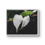 White Leaves with Raindrops Macro Photography Print | Horizontal Framed Canvas for Modern Wall Art Decor
