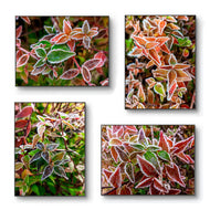 Winter Frosty Leaves Authentic Macro Photography | Nature's Vibrant Calm | Unframed Canvas Mixed Orientation Print Set of 4 | Biophilic Wall Decor