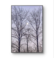 Winter Trees and Moon Authentic Nature Photography | Unframed Canvas Vertical Print | Biophilic Wall Art Decor | Holiday Gift