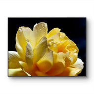 Yellow Rose Flower Raindrops Photography Print | Unframed Canvas Nature Macro Art | Modern Wall Decor Picture | Horizontal Botanical Home Art