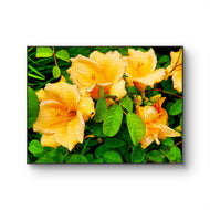 Yellow Lily Flowers with Raindrops - Authentic Macro Photography - Unframed Canvas Horizontal Print - Biophilic Style Wall Art Decor