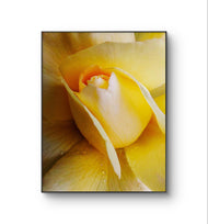 Yellow Rose Macro Photography Print | Authentic Nature Wall Art | Unframed Canvas Vertical Print | Modern Home Office Decor