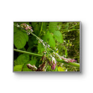 Green Grass with Raindrops | Authentic Nature Macro Photography - Unframed Canvas Horizontal Print | Biophilic Design Style
