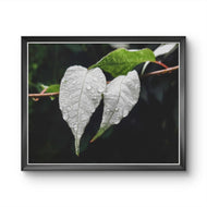 White Leaves with Raindrops Close-Up Nature Photography Print | Horizontal Unframed Canvas Wall Art for Home, Office, or Gift