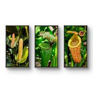 Vibrant Tropical Flowers Closeup Photography Unframed Canvas Set of 3 Prints - Modern Nature Wall Art for Home Office Decor