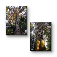 Forest Trees in Sunset Unframed Canvas Vertical Print Set of 2 | Authentic Nature Photography Wall Art | Biophilic Home Office Decor
