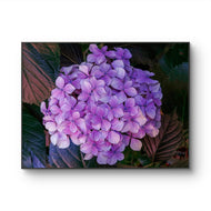 Purple Hydrangea Blossom | Authentic Closeup Photography Print | Unframed Canvas Horizontal Print | Biophilic Floral Wall Art