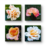 Vibrant Rose Flowers Set of 4 Square Prints | Authentic Nature Closeup Photography | Unframed Canvas Wall Art Collection | Modern Home Office Decor