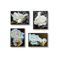 Pale Cream White Rose Canvas Prints Set of 4 | Authentic Nature Closeup Photography | Unframed Botanical Wall Art | Modern Home Office Decor | Vertical & Horizontal Orientations