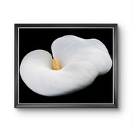 White Lily Flower Closeup Photography Unframed Canvas Print - Modern Floral Wall Art for Home Office Decor