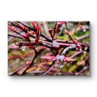 Spring Maple Branches with Raindrops – Tranquil Nature Macro Photography Print | Horizontal Gallery Wrapped Large Canvas Wall Art
