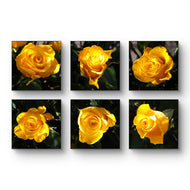 Yellow Roses in Sunlit Canvas Wall Art Square Set of 6 | Authentic Closeup Photography Unframed Prints | Biophilic Home Office Decor