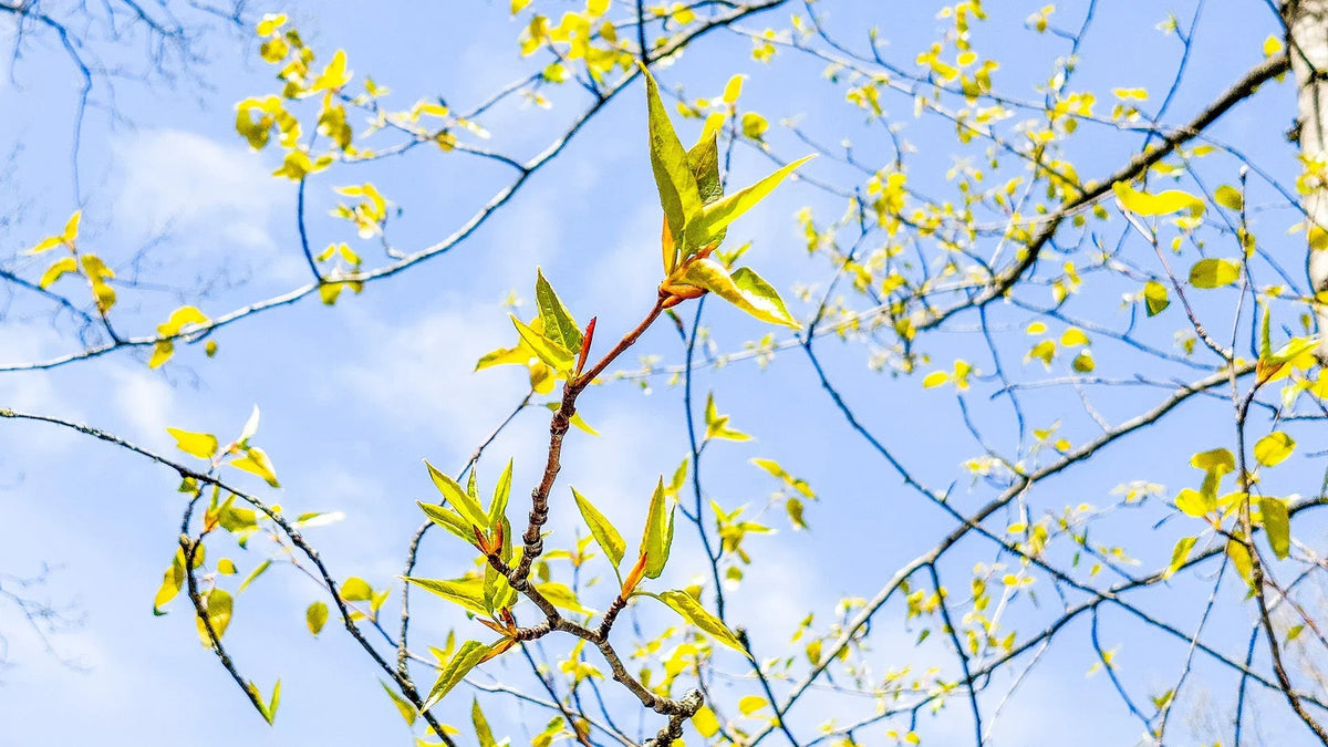 Spring Magic