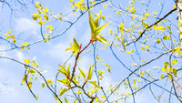 Spring Tree Branches Closeup Photography