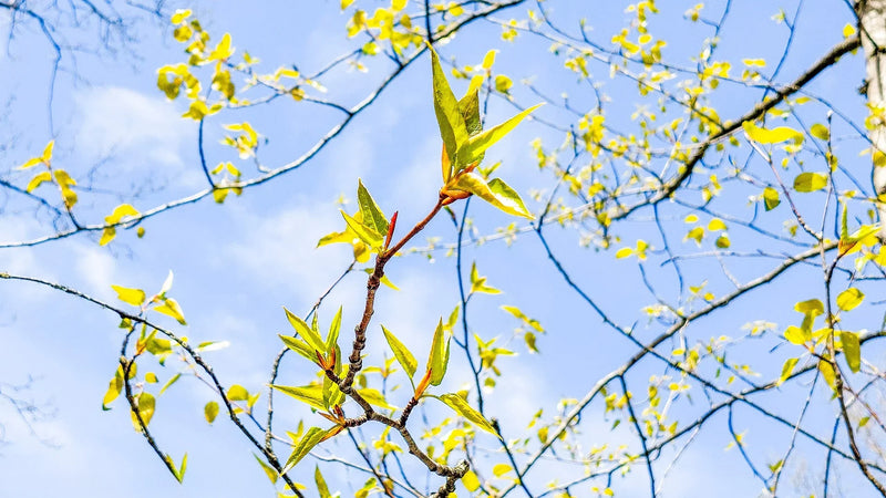 Spring Magic
