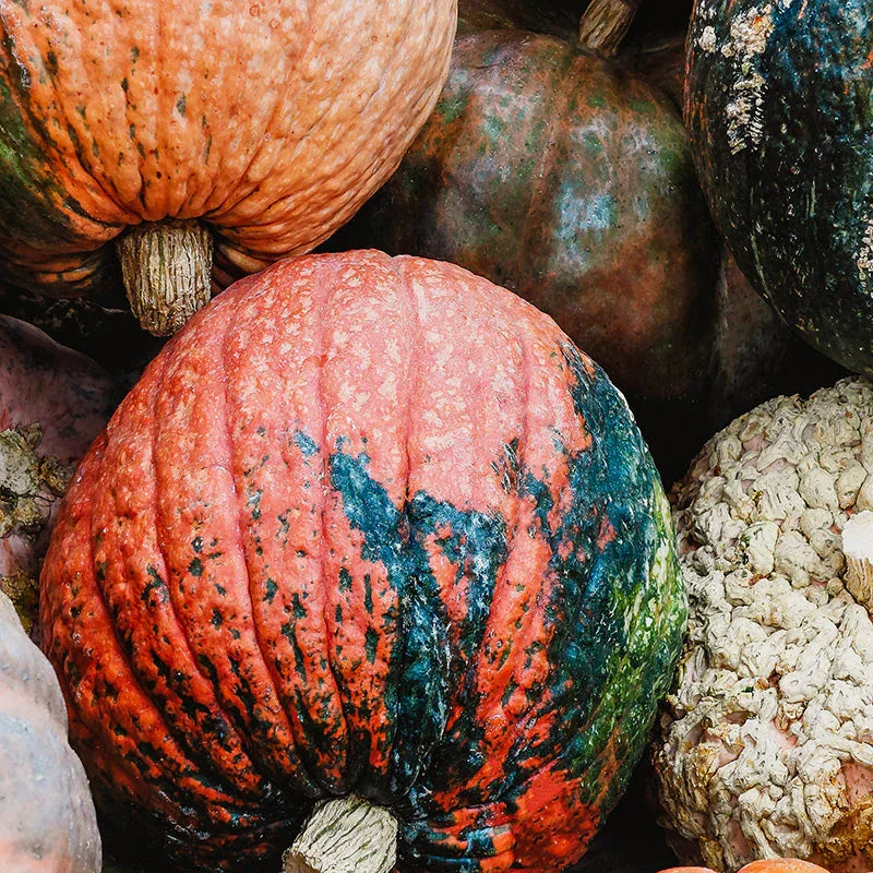 Festive Autumn