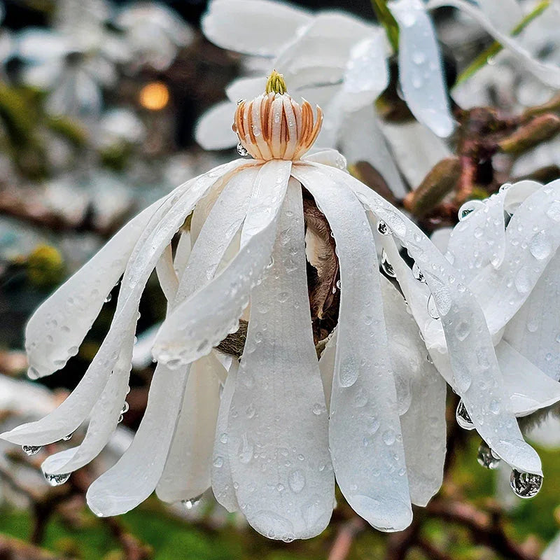 Kissed by Rain