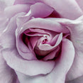For Rose Lovers