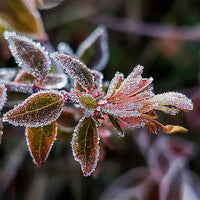 Frost-covered leaves and branches in winter, frozen nature close-up