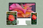 Digital 2 Prints Set 3x4 & 16x9 Ratios | Pink Roses with Raindrops Authentic Macro Photography | Instant Download for Home Wall Art Décor & Multi-Device Wallpapers