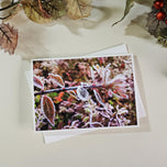 Winter Frost Covered Leaves Original Photography Greeting Cards | Blank Note Cards Set of 4 with Envelopes | 5" × 7" Canvas Paper