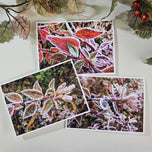 Winter Frost Covered Leaves Original Photography Greeting Cards | Blank Note Cards Set of 4 with Envelopes | 5" × 7" Canvas Paper