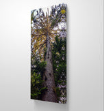 Summer Tree in Sunset | Authentic Nature Closeup Photography | Gallery Wrapped Canvas Vertical Print | Biophilic Wall Art for Home Decor