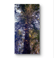 Forest Tree in Sunset | Authentic Nature Closeup Photography | Gallery Wrapped Canvas Vertical Print | Biophilic Wall Art for Home Decor