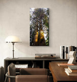 Forest Trees in Golden Sunset | Authentic Nature Closeup Photography | Gallery Wrapped Canvas Vertical Print | Biophilic Wall Art Decor