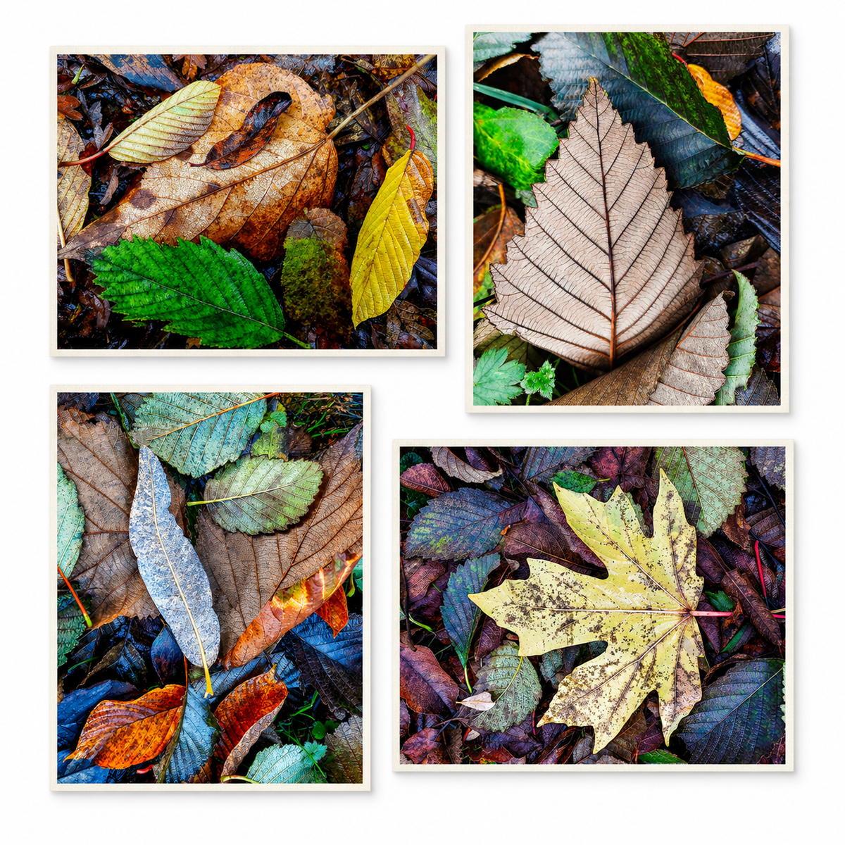 Fallen Leaves - Autumn Photography