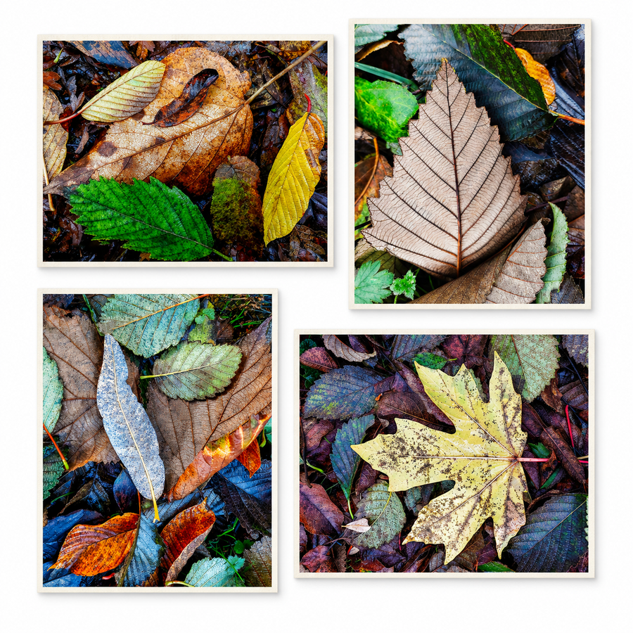 Fallen Leaves - Autumn Photography