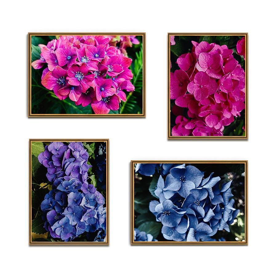 Purple & Pink Hydrangea Closeup Photography Canvas Wall Art Set of 4 Unframed Prints