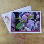 Greeting / Note Cards with Envelopes Featuring Apple Tree Flowers with Raindrops | Original Macro Photography | Blank 4 Cards Set – 4.5”x6.25”, 5.5”x8.5” | Nature Lover Gift