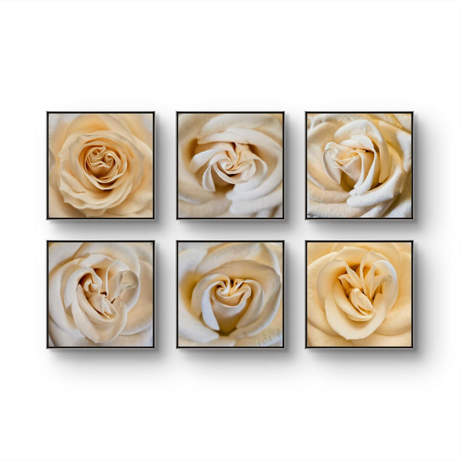 Pale Yellow Rose Canvas Prints Set of 6 - Authentic Nature Closeup Photography - Unframed Square Botanical Wall Art - Biophilic Home Office Decor - Modern Floral Art