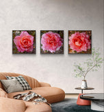 Pink Rose Flowers with Raindrops-Authentic Nature Macro Photography-Unframed Canvas Square 3 Prints Set-Modern Wall Art Home Décor Pictures
