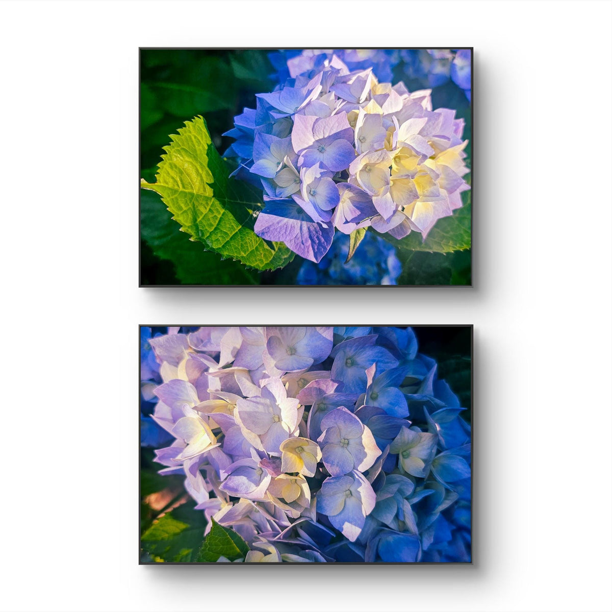 Summer Brilliance — Blue Hydrangea in Sunset Macro Photography