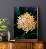 Vibrant Tropical Flower | Authentic Nature Closeup Photography Print | Vertical Unframed Canvas Wall Art for Biophilic Home Office Décor