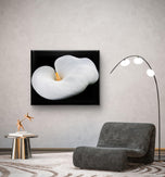 White Lily Flower Wrapped Canvas Print | Authentic Nature Closeup Photography | Modern Wall Art for Home Office Décor | Horizontal Picture