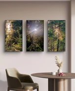 Forest Trees in Sunset | Authentic Nature Photography Prints Set of 3 | Vertical Unframed Canvas | Biophilic Wall Art