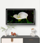 White Arum Lily with Raindrops | Authentic Nature Closeup Photography | Unframed Canvas Horizontal Print | Biophilic Wall Art Style