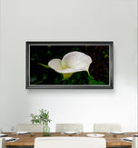 White Arum Lily with Raindrops | Authentic Nature Closeup Photography | Unframed Canvas Horizontal Print | Biophilic Wall Art Style