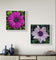 Vibrant Flowers with Raindrops Photography | Set of 4 Square Unframed Canvas Prints | Nature Wall Art for Home & Office