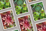 Digital 7 Prints 3x4 Ratio | Vibrant Succulent Plants Authentic Macro Photography | Instant Download for Home Wall Art Décor & Multi-Device Wallpapers