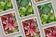 Digital 7 Prints 3x4 Ratio | Vibrant Succulent Plants Authentic Macro Photography | Instant Download for Home Wall Art Décor & Multi-Device Wallpapers