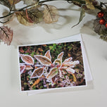 Winter Frost Covered Leaves Original Photography Greeting Cards | Blank Note Cards Set of 4 with Envelopes | 5" × 7" Canvas Paper